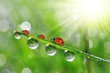 çiy damlaları ve ladybirds