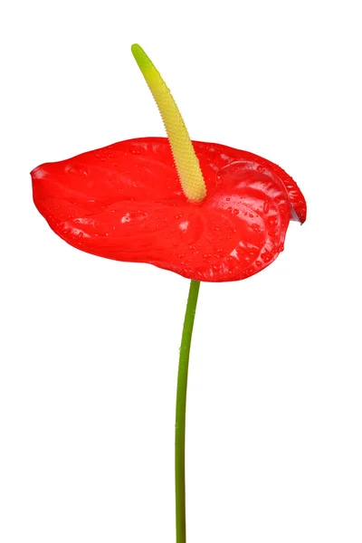 Dewy Anthurium flower — Stock Photo, Image