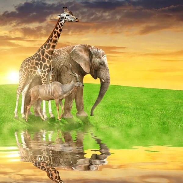 Zürafa, fil ve Kudu