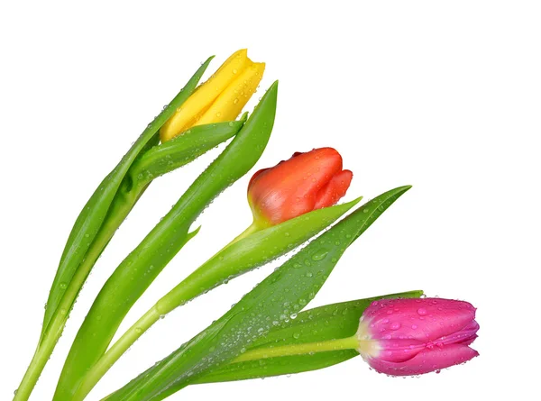 Dewy tulips — Stock Photo, Image