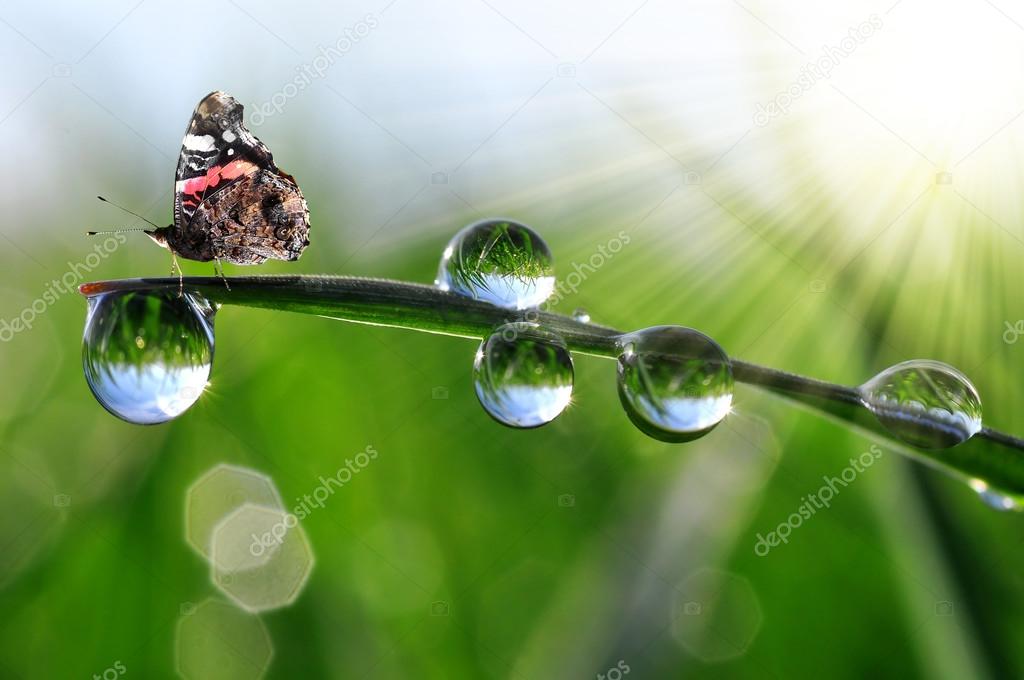Dew drops and butterfly