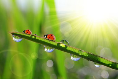 çiğ ve ladybirds