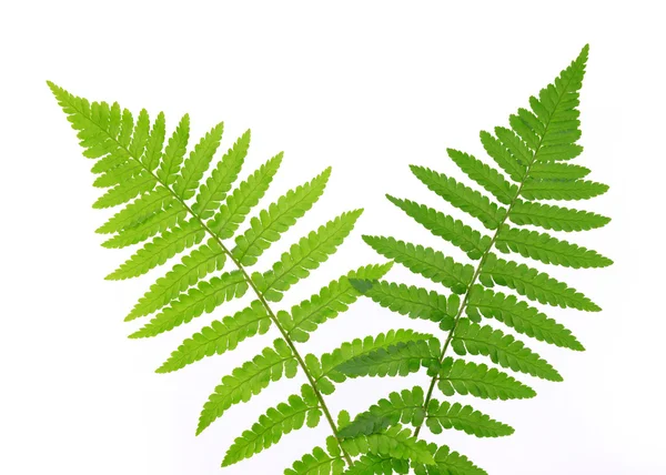 Fern — Stock Photo, Image