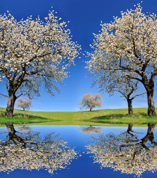 Blooming cherry tree — Stock Photo, Image