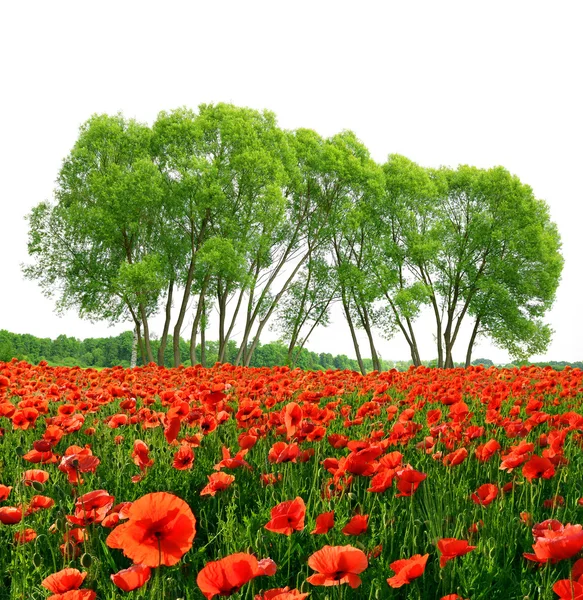 Red poppy field — Stock Photo, Image