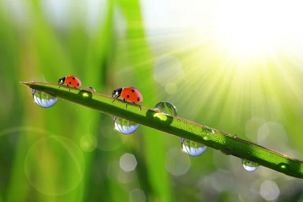 Morning dew and ladybirds Royalty Free Stock Images