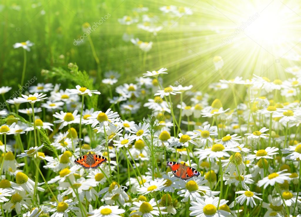 Field of daisies with butterflies