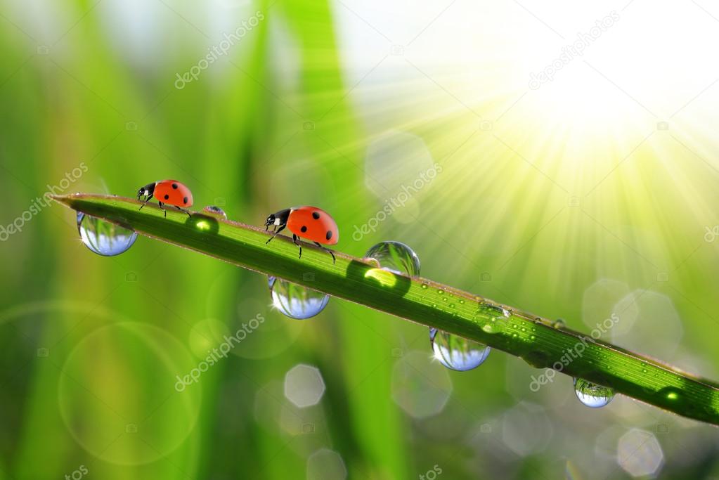 morning dew and ladybirds