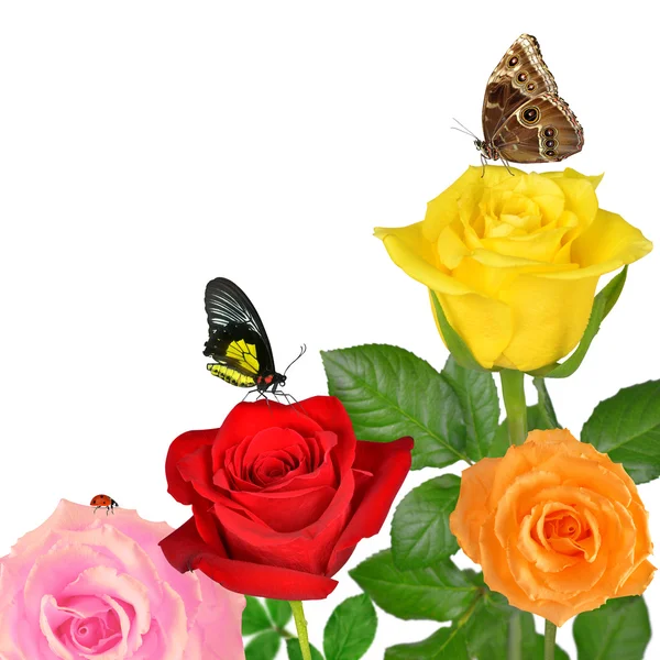 나비와 화려한 장미 — 스톡 사진