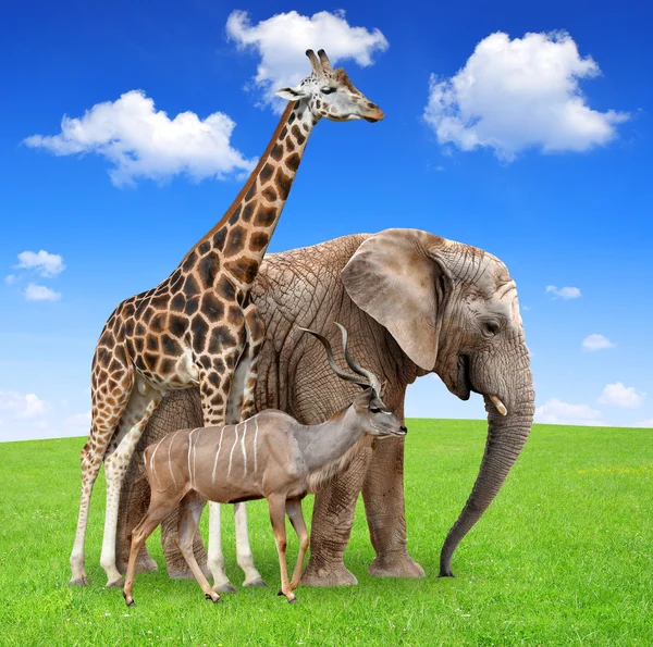 Giraffe mit Elefant und Kudu — Stockfoto