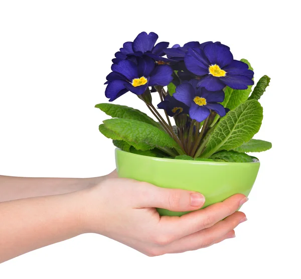 Hand holding Primrose in pot — Stock Photo, Image