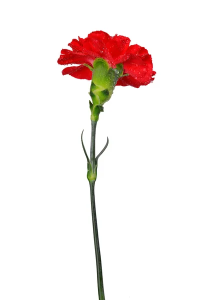Dewy rode carnation bloem — Stockfoto