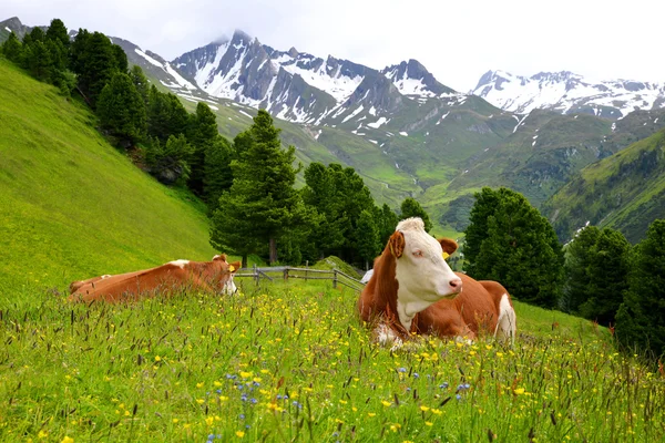 Vacas — Fotografia de Stock