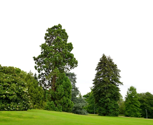 Summer park with large trees — Stock Photo, Image