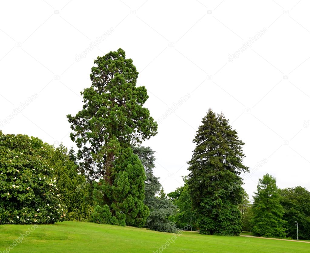 Summer park with large trees