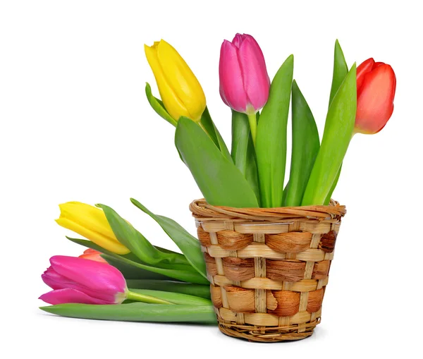 Purple, yellow and red tulip in pot — Stock Photo, Image