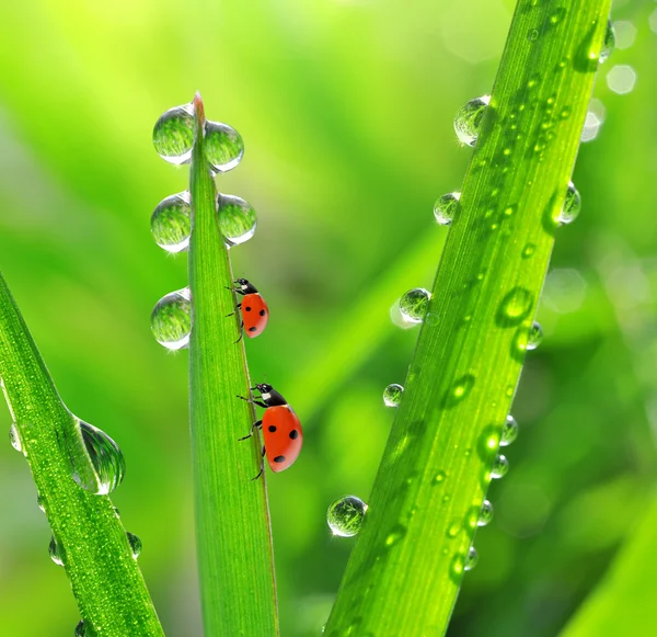 Mattina fresca rugiada e coccinelle — Foto Stock