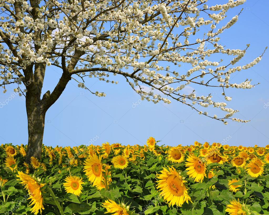 Resultado de imagen de campo de girasoles con cerezos