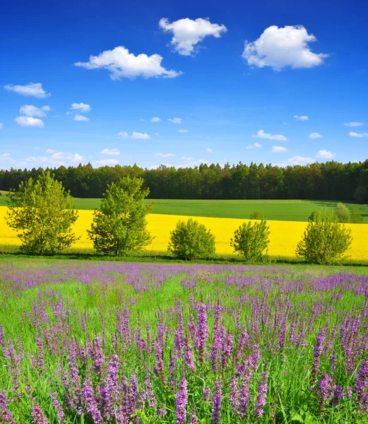 Blommande äng — Stockfoto