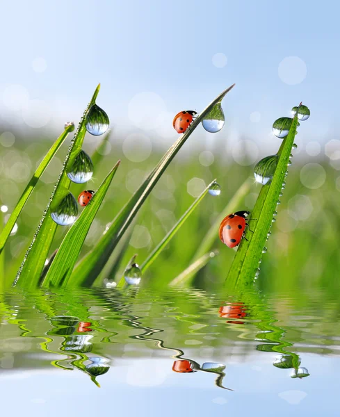 Dauw en lieveheersbeestjes — Stockfoto