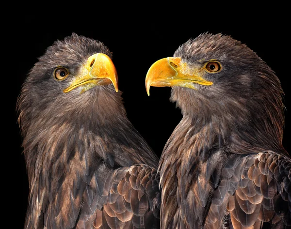 Sea Eagles — Zdjęcie stockowe