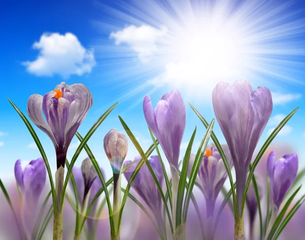 Fiori primaverili Crocus — Foto Stock