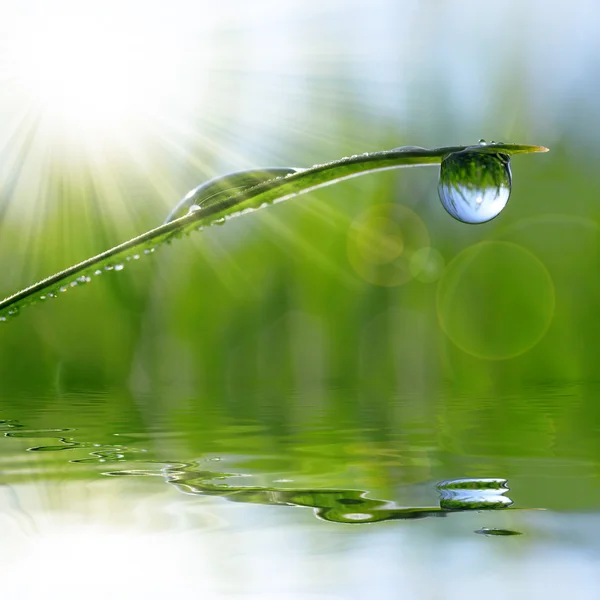 Verse groene gras met dew drop — Stockfoto