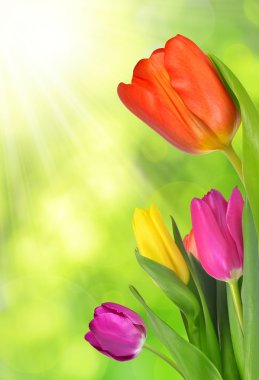 Mor, sarı ve kırmızı lale