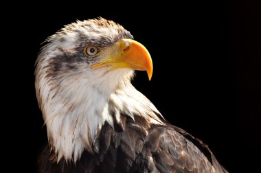 Kel kartal - haliaeetus leucocephalus