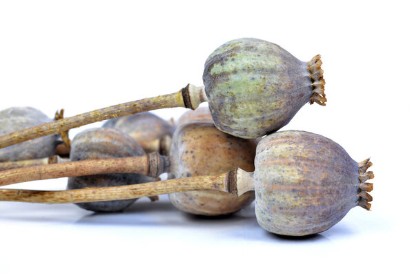 Маковые головы
