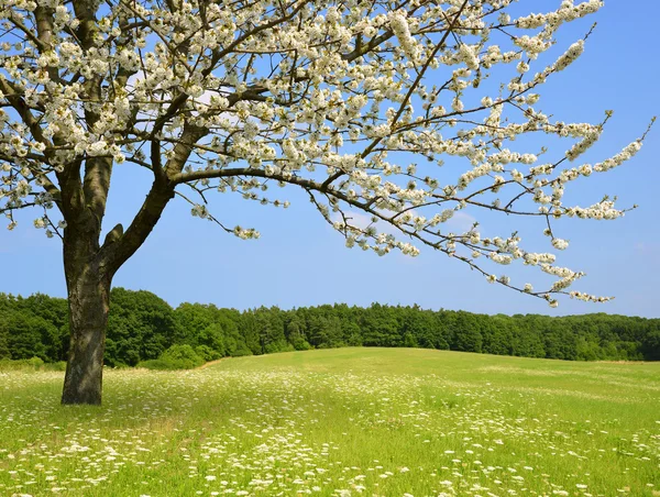 Árbol con flores en el prado —  Fotos de Stock