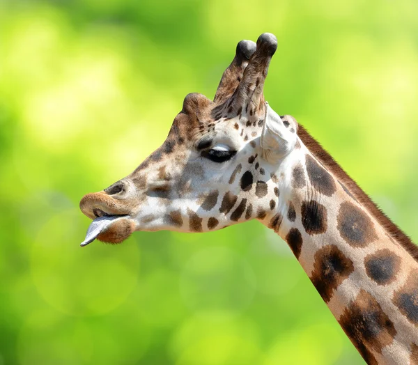 Retrato de uma girafa — Fotografia de Stock