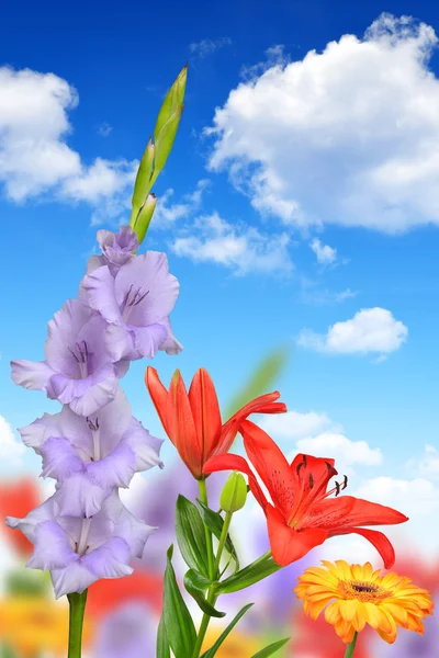 Spring flowers — Stock Photo, Image