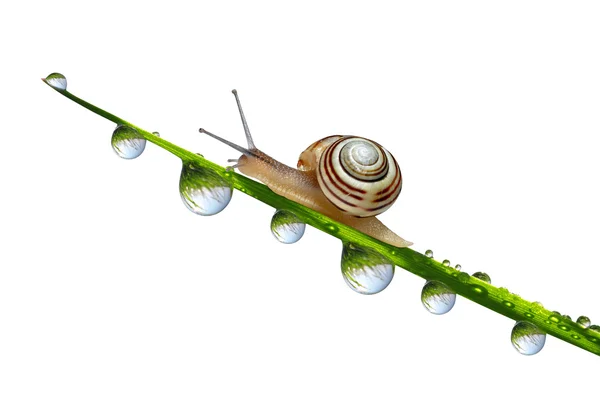 Snail on grass with dew drops — Stock Photo, Image