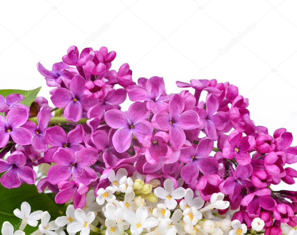 Purple and white lilac flowers