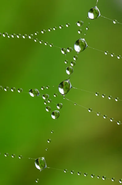 Spider web with dew drops — Stock Photo, Image