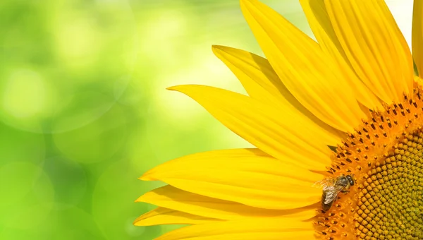 Abeja de miel en un girasol —  Fotos de Stock