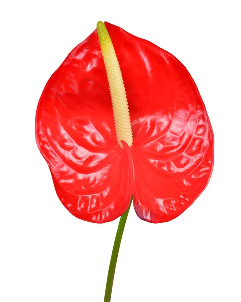 Anthurium virág — Stock Fotó