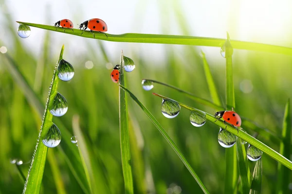 Rosée sur herbe verte et coccinelles — Photo