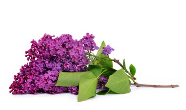 Çiçek açan leylak çiçekleri