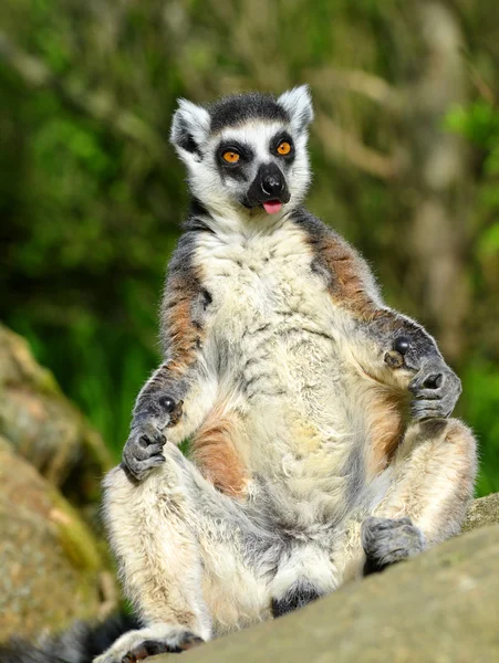 Lemur catta — Stockfoto