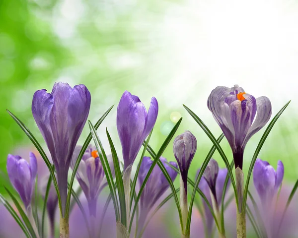 Spring flowers Crocus — Stock Photo, Image