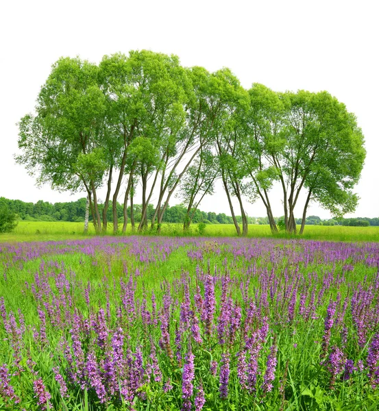 Flowering meadow with trees — Stock Photo, Image