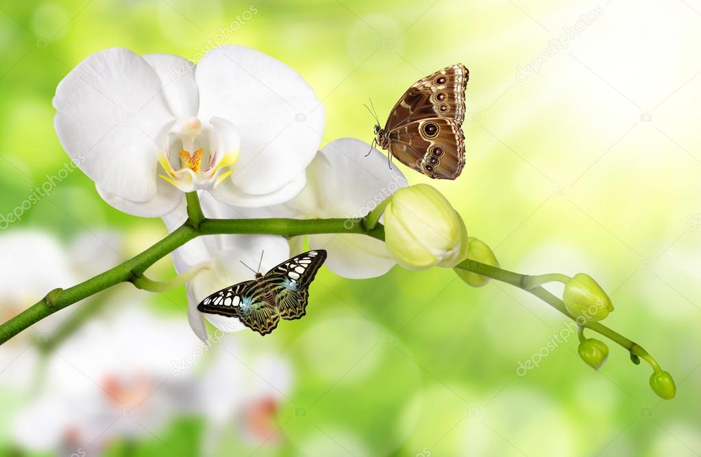 White orchid with butterflies