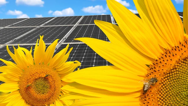 Sunflowers with solar energy panels. — Stock Photo, Image