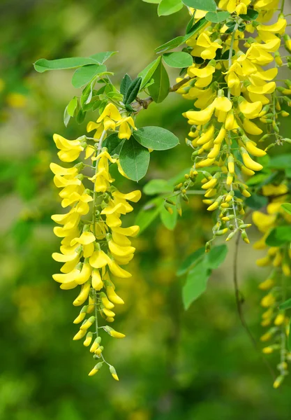 Locust tree bloesem — Stockfoto