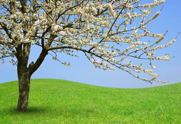 Blommande träd på äng — Stockfoto