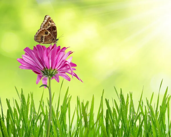 Purple spring flower — Stock Photo, Image