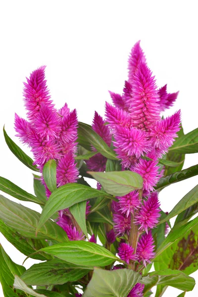 Cockscomb celosia spicata plant — Stockfoto