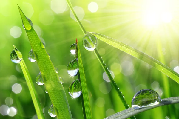 Herbe verte fraîche avec gouttes d'eau gros plan — Photo